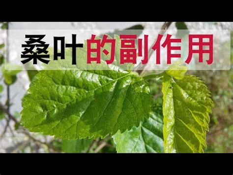 桑樹禁忌|醫砭 » 常用中藥 » 桑葉